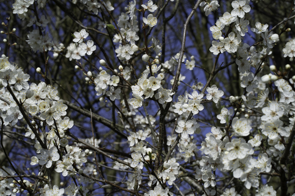 Cherry Plum - Prunus cerasifera &copy; Aaron Parker